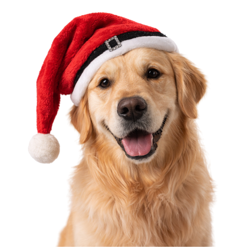 NOEL ŞAPKA ( ORTA - BÜYÜK IRK)